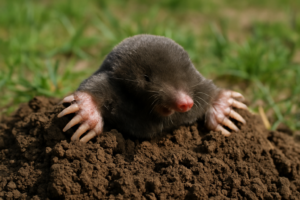 הדברת חפרפרת – המדריך המלא